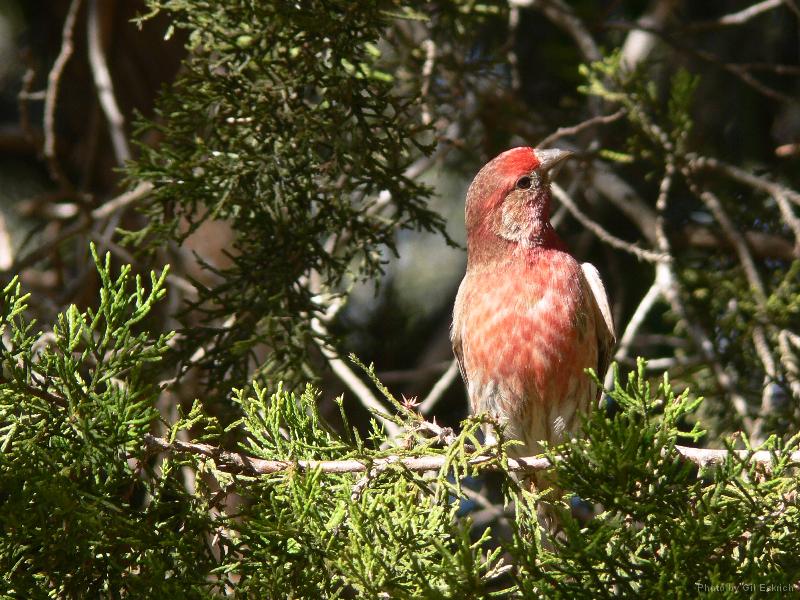 House Finch 